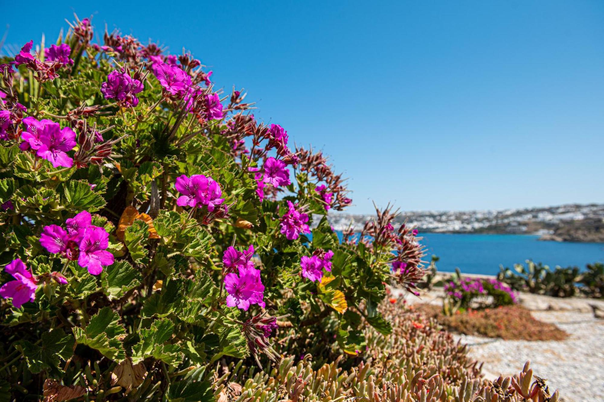 Carpe Diem Villas Mykonos ,Heated Pool! Ornos  Chambre photo